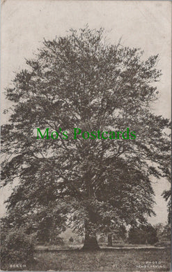 London County Council Reward Card - A Beech Tree  SW12527