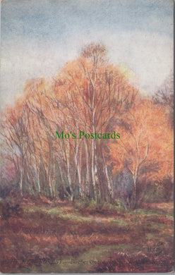 Hampshire Postcard - The New Forest, Birches on The Brockenhurst Road SW11547