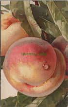 Load image into Gallery viewer, Nature Postcard - Fruit Art - Peaches, Artist Catharina Klein  SW11558
