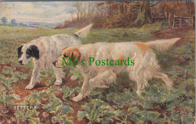 Animals Postcard - Dog Art, Sporting Dogs - Setters SW11565