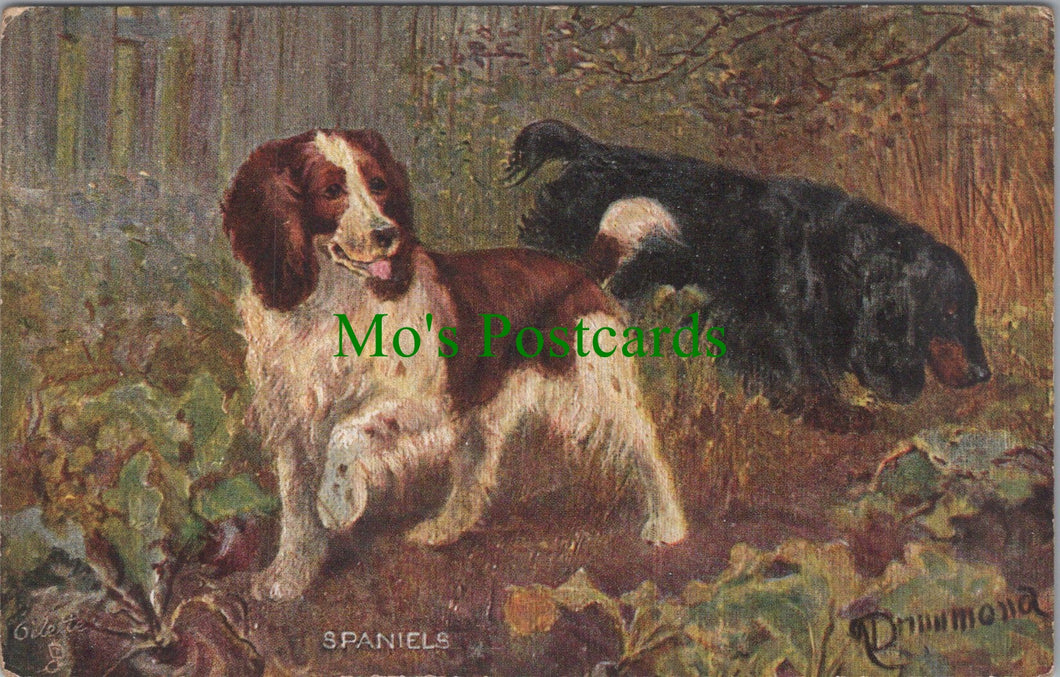 Animals Postcard - Dog Art, Sporting Dogs - Spaniels  SW11566