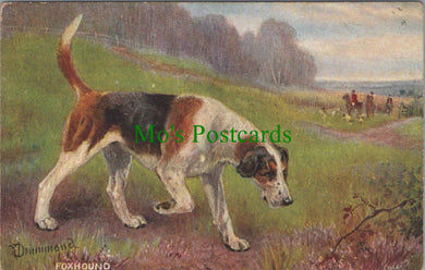 Animals Postcard - Dog Art, Sporting Dogs - Foxhound SW11567