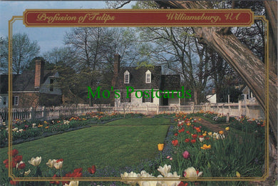 America Postcard - Profusion of Tulips, Williamsburg, Virginia SW12256