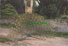 Load image into Gallery viewer, Animals Postcard - Birds - Peacock on Brownsea Island SW12259
