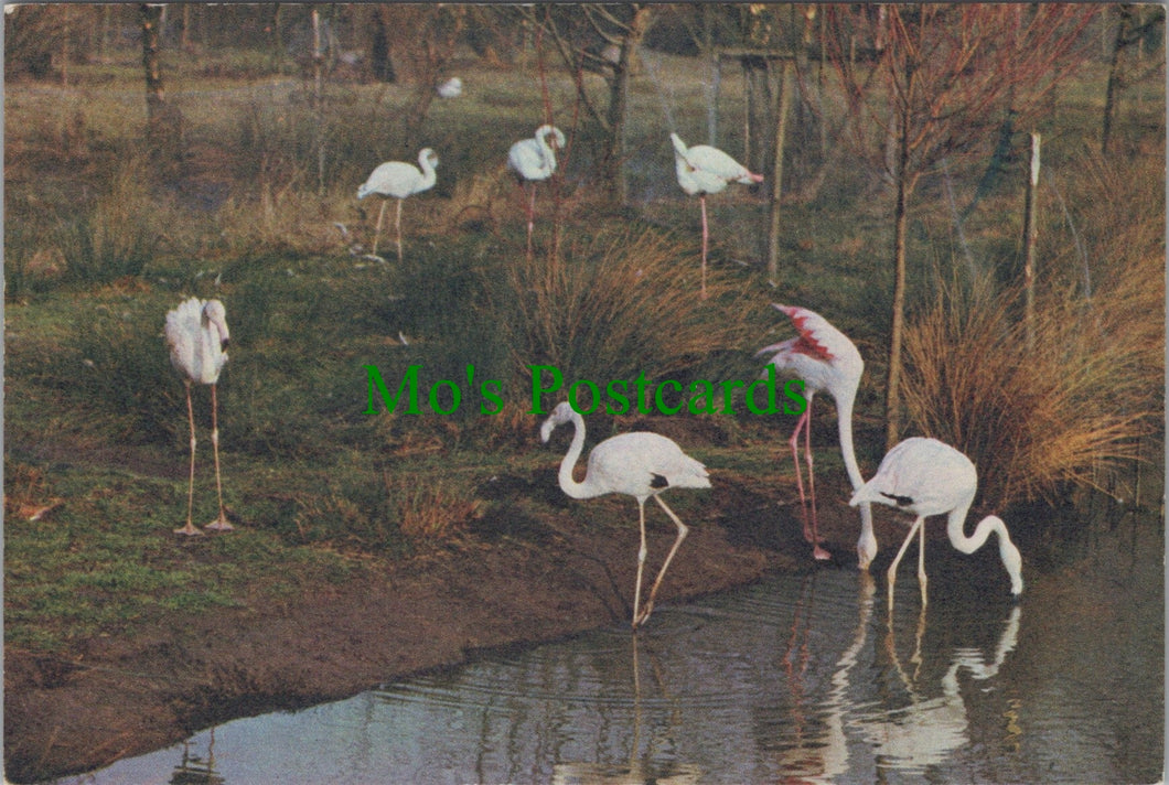 Animals Postcard - Birds - Greater Flamingos, Wildfowl Trust SW12260