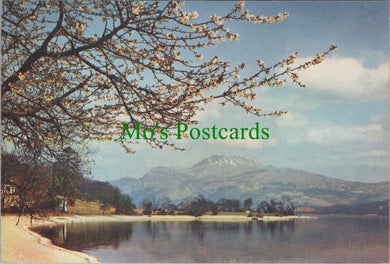 Scotland Postcard - Loch Lomond and Ben Lomond From Luss SW12220