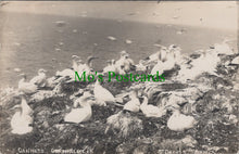 Load image into Gallery viewer, Animals Postcard - Birds, Gannets, Grassholme, St David&#39;s SW12953
