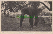 Load image into Gallery viewer, Animals Postcard - Chimpanzee, Whipsnade SW12984
