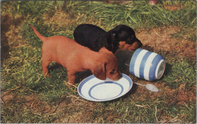 Animals Postcard - Two Puppy Dogs Drinking  SW12575