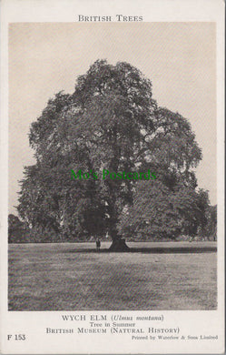 Nature Postcard - British Trees, The Wych Elm  SW12566