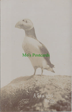 Birds Postcard - A Puffin, A Sea Lord, Scilly Isles  SW13299