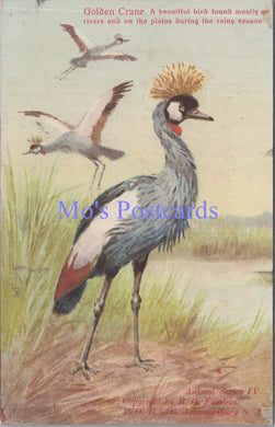 Animal Postcard - Golden Crane, South Africa  SW14002