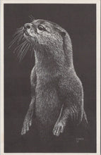 Load image into Gallery viewer, Animals Postcard - Otter, World Wildlife Fund  SW16075
