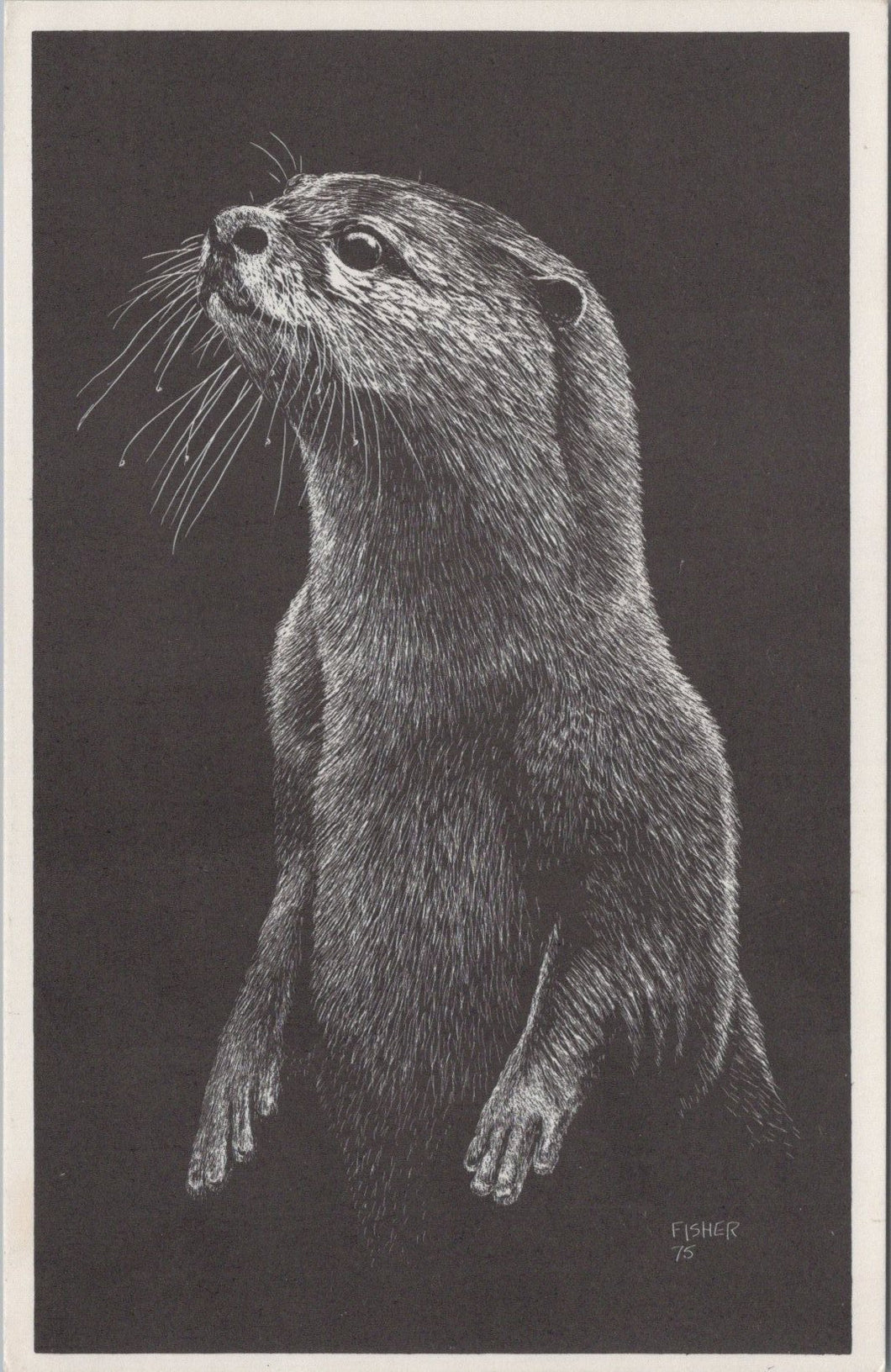 Animals Postcard - Otter, World Wildlife Fund  SW16075