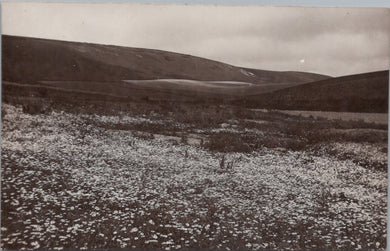 Sussex Postcard - A View Near Alfriston  SW16088