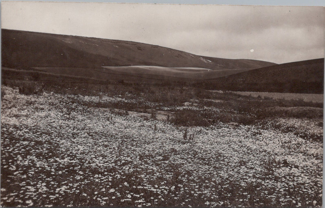 Sussex Postcard - A View Near Alfriston  SW16088