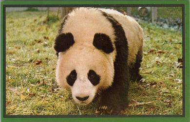 Animals Postcard - Panda Bear, Washington Zoo  SW16097