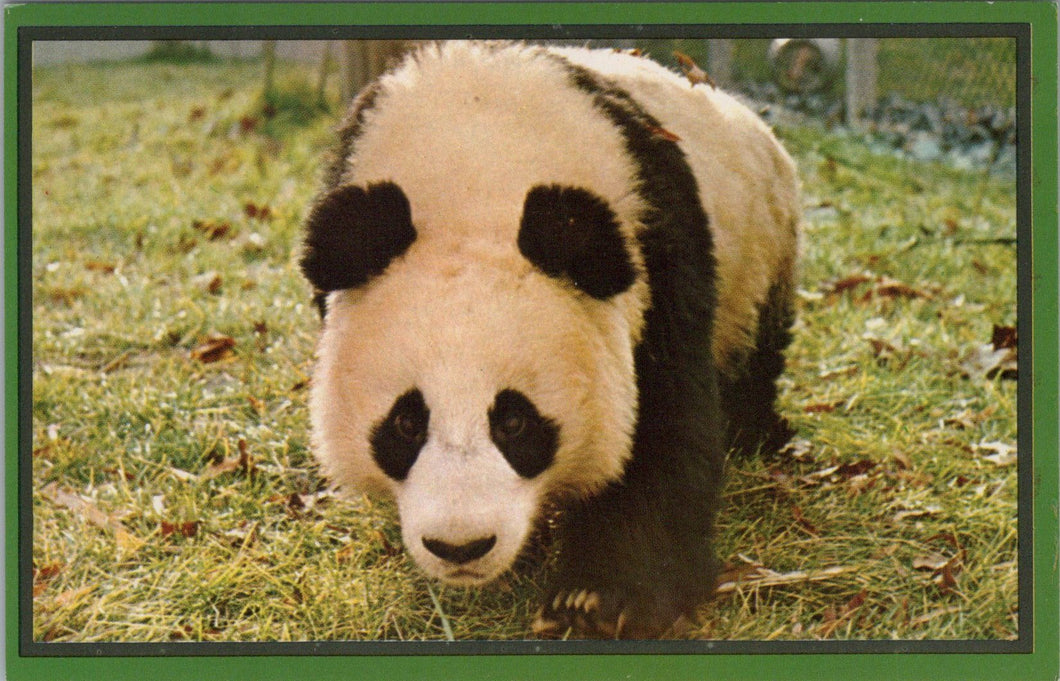 Animals Postcard - Panda Bear, Washington Zoo  SW16097