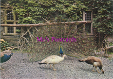 Load image into Gallery viewer, Animals Postcard - Birds, Gwydir Peacocks, Gwydir Castle  SW16181
