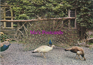 Animals Postcard - Birds, Gwydir Peacocks, Gwydir Castle  SW16181