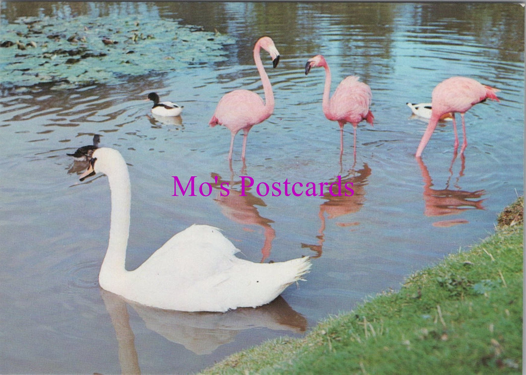 Animals Postcard - Birds, Cuban Flamingoes, Newquay Zoo  SW16206