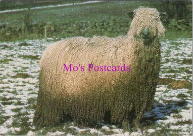 Animals Postcard - British Sheep Breeds, Wensleydale  SW15211