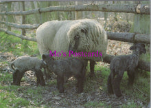 Load image into Gallery viewer, Animals Postcard - Shropshire Ewe and Triplets   SW15212
