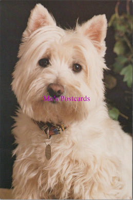 Animals Postcard - Dogs, West Highland White Terrier   SW15213