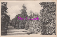 Load image into Gallery viewer, Vintage black and white photo of a tree-lined path with &#39;Mo&#39;s Postcards&#39; watermark.
