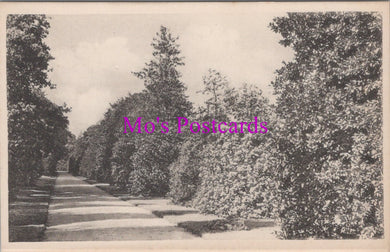 Vintage black and white photo of a tree-lined path with 'Mo's Postcards' watermark.