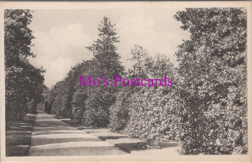 Vintage black and white photo of a tree-lined path with 'Mo's Postcards' watermark.