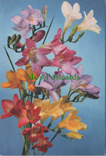 Load image into Gallery viewer, Nature Postcard - Flowers - Freesia, A Greenhouse Flower  SW13724
