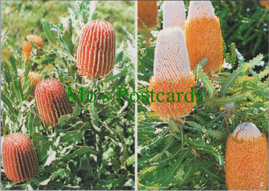 Australia Postcard - Firewood Banksia and Banksia   SW13686