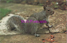 Load image into Gallery viewer, Animals Postcard - The Grey Squirrel   SW15644
