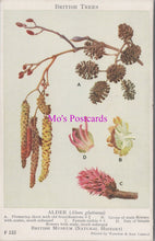 Load image into Gallery viewer, British Museum Postcard - British Trees, The Alder  SW16345
