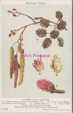 British Museum Postcard - British Trees, The Alder  SW16345