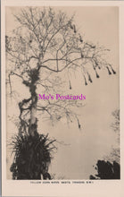 Load image into Gallery viewer, Animals Postcard - Birds, Yellow Corn Birds Nests, Trinidad SW16353
