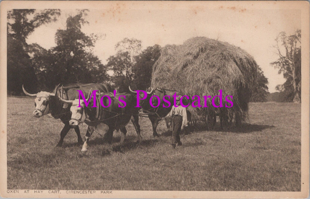 Agricultural Postcard - Oxen at Hay Cart, Cirencester Park  SW14762