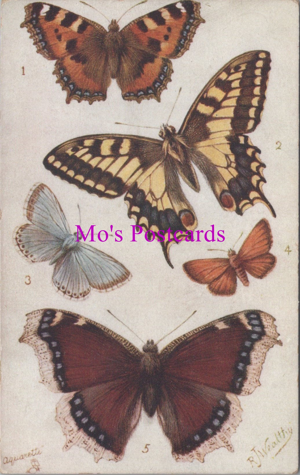 Animals Postcard - Butterflies and Moths   SW14790