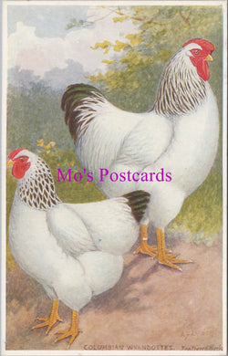 Animals Postcard - Birds, Columbian Wyandottes  SW14791