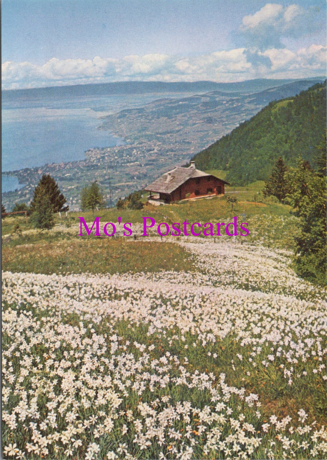 Switzerland Postcard - Narcissi Fields in Caux Above Montreaux  SW15276