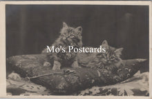 Load image into Gallery viewer, Animals Postcard - Two Cute Kittens on a Cushion  SW15688
