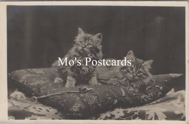 Animals Postcard - Two Cute Kittens on a Cushion  SW15688