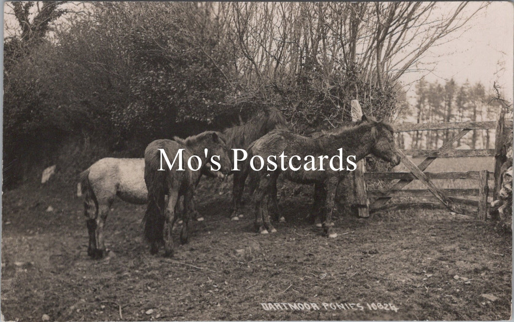 Animals Postcard - Dartmoor Ponies   SW15876