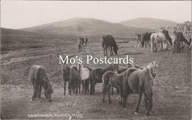 Animals Postcard - Dartmoor Ponies   SW15879