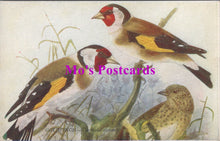 Load image into Gallery viewer, Animals Postcard - Birds, The Goldfinch  SW14726
