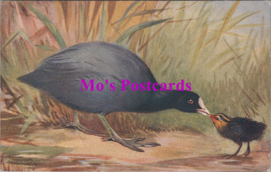 Animals Postcard - Birds, Coot, Fulica Atra   SW14727