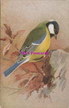 Load image into Gallery viewer, Animals Postcard - Birds, The Great Tit   SW14728
