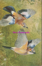 Load image into Gallery viewer, Animals Postcard - Birds, Birds in Flight  SW14729
