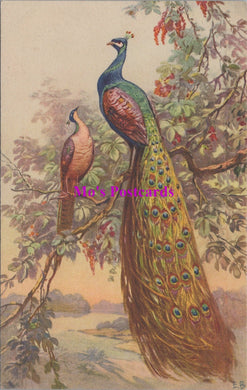 Animals Postcard - Birds, Peacocks  SW14730